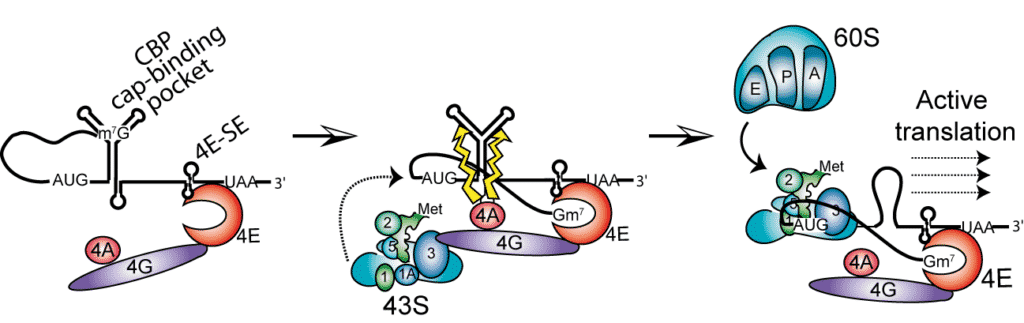 Modèle schématique de l’initiation de la traduction de l’ARNm de l’histone H4