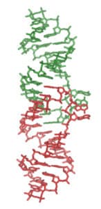 Sous-type F VIH-1 ARN génomique Dimérisation Initiation Site kissing-complex