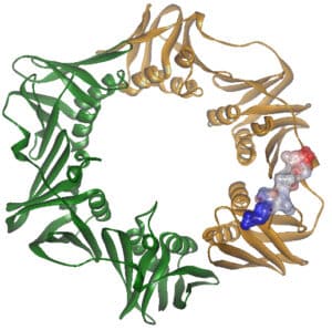 Anneau de processivité de E.coli lié au peptide de liaison de la polymérase IV