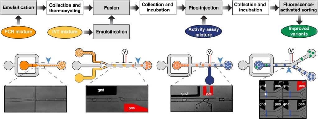 Typical microfluidic-assisted screening workflow used to selected rare improved catalysts contained in a mutant library